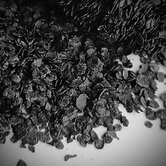 ASH Collection