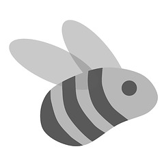 BeeCurios