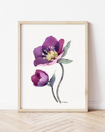 Ciemiernik 2, grafika, akwarela