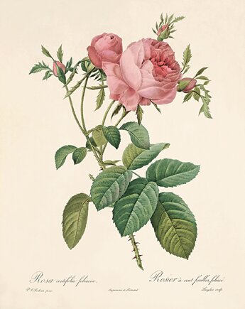 Róża stara Grafika  Rysunek kwiaty Ilustracja Druk Botaniczny prezent