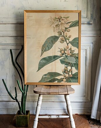 PLAKAT botaniczny vintage, kawa arabica,kwiaty grafika, rysunek kwiaty