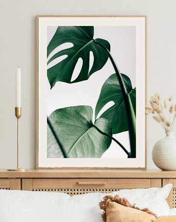 PLAKAT MONSTERA LIŚCIE BOTANICZNY z monsterą