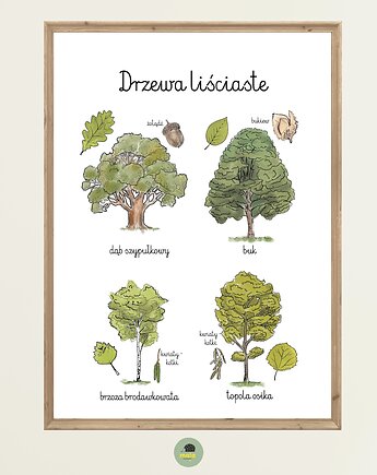 Plakat Edukacyjny Drzewa Liściaste 1 Montessori dla dzieci