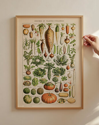grafika Legumes et Plantes Potageres (reprint)