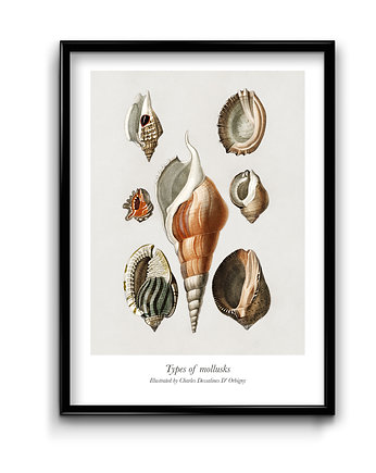 Plakat Muszle No.2