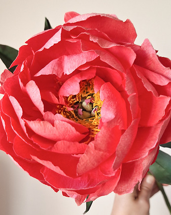 Piwonia z papieru - inspirowana piwonią coral charm