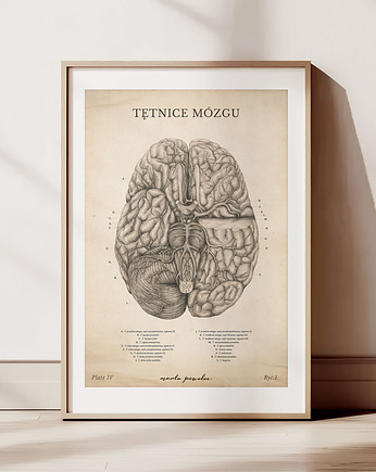 Plakat Tętnice Mózgu Vintage