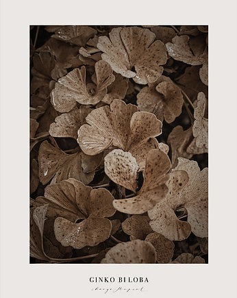 Fotografiat Ginko Biloba 50x70 cm