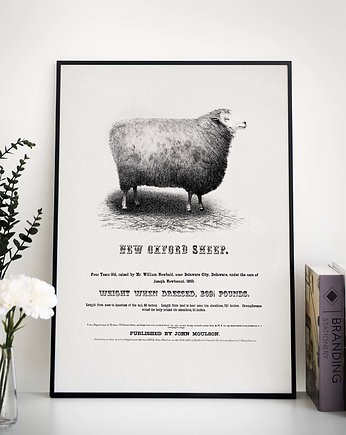 Plakat retro- owca