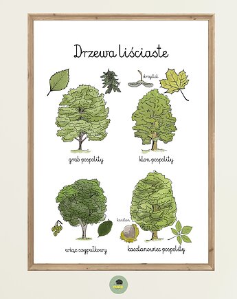 Plakat Edukacyjny Drzewa Liściaste 2 Montessori dla dzieci