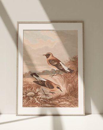 Obraz Plakat Vintage Retro Ptaki Birds