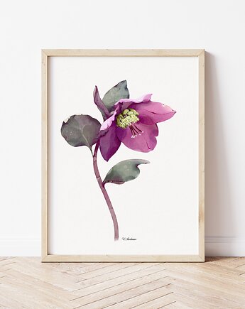 Ciemiernik 3, grafika, akwarela