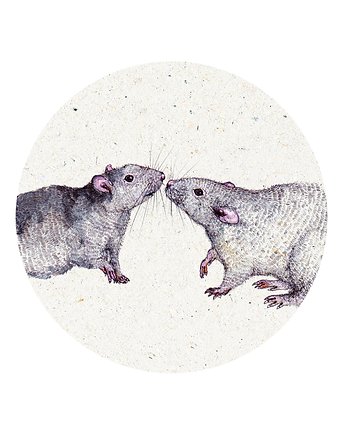 Szczurki- Grafika - Ilustracja na ścianę