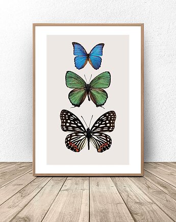 Plakat na ścianę "Trzy kolorowe motyle" 50x70 (500mm x 700mm)