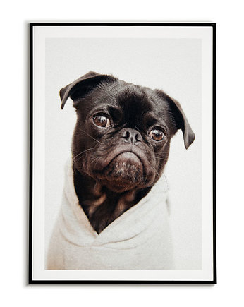 Plakat z Mopsem PORTRET pieska PUG