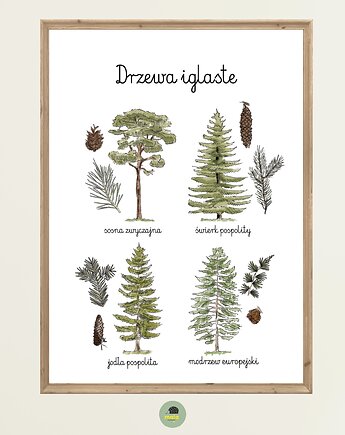 Plakat Edukacyjny Drzewa Iglaste Montessori dla dzieci