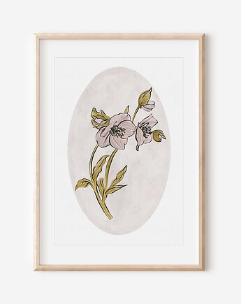 Plakat botaniczny - CIEMIERNIK