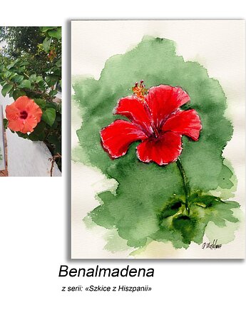 Obraz ręcznie malowany  Hiszpania Hibiskus