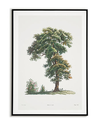 Plakat botaniczny ilustracja z Drzewem Vintage