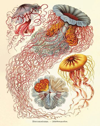 Rysunek grafika litografia meduza ocean
