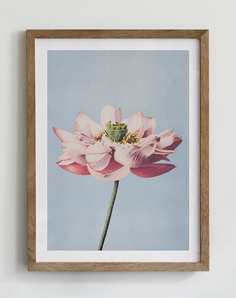 Plakat- Lotus