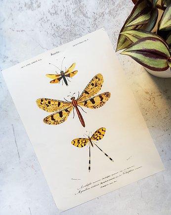 Plakat, Rycina Vintage - Motyle, ważki