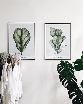 Ficus plakaty botaniczne