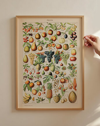Grafika Fruits (reprint)
