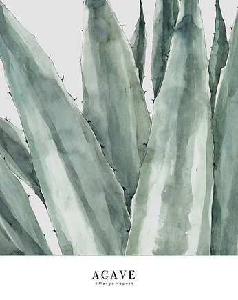 Agave 50x70 cm / Fine Art Print