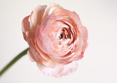 bibula-blooms-kontakt.jpg